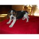 Beagle - Rüde