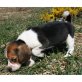Beagle - Rüde