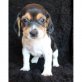 Beagle - Rüde