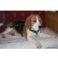 Beagle - Rüde