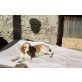 Beagle - Rüde