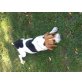 Beagle - Rüde