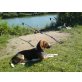 Beagle - Rüde