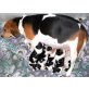 Beagle - Rüde