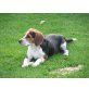 Beagle - Rüde