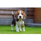 Beagle - Rüde