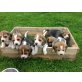 Beagle - Rüde