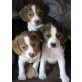 Beagle - Rüde