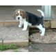 Beagle - Rüde