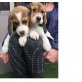 Beagle - Rüde