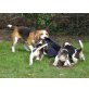 Beagle - Rüde