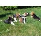Beagle - Rüde