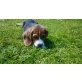 Beagle - Rüde