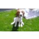 Beagle - Rüde