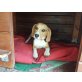 Beagle - Rüde