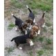 Beagle - Rüde