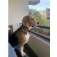 Beagle - Rüde