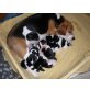 Beagle - Rüde