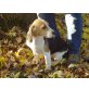 Beagle Rüde, Beagle Welpen - Rüde