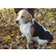 Beagle Rüde, Beagle Welpen - Rüde