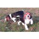 Beagle Schätzchen, Beagle Welpen - Rüde