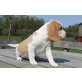 Beagle Welpen, Beagle - Hündin