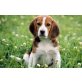 Beagle Welpen, Beagle - Hündin