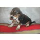 Beagle Welpen, Beagle - Hündin