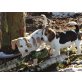 Beagle Welpen, Beagle Welpen - Rüde