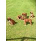 Beagle Welpen, Boxer - Rüde