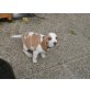 Beagle Welpen - Hündin