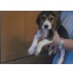 Beagle Welpen - Hündin