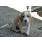 Beagle Welpen - Hündin