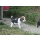 Beagle Welpen - Hündin