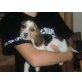 Beagle Welpen - Hündin