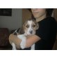 Beagle Welpen - Hündin