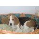 Beagle Welpen - Hündin