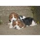 Beagle Welpen - Hündin