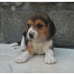 Beagle Welpen - Hündin