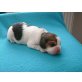 Beagle Welpen - Hündin