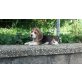Beagle Welpen - Hündin