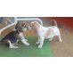 Beagle Welpen - Hündin