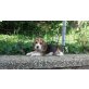 Beagle Welpen - Hündin