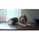 Beagle Welpen - Hündin