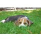Beagle Welpen - Hündin