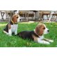 Beagle Welpen - Hündin