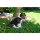 Beagle Welpen - Hündin