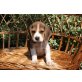 Beagle Welpen - Hündin