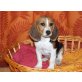 Beagle Welpen - Hündin