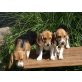 Beagle Welpen - Hündin